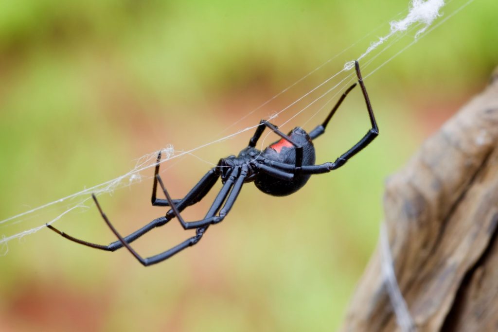 nasty-fem-animals-the-stony-brook-press