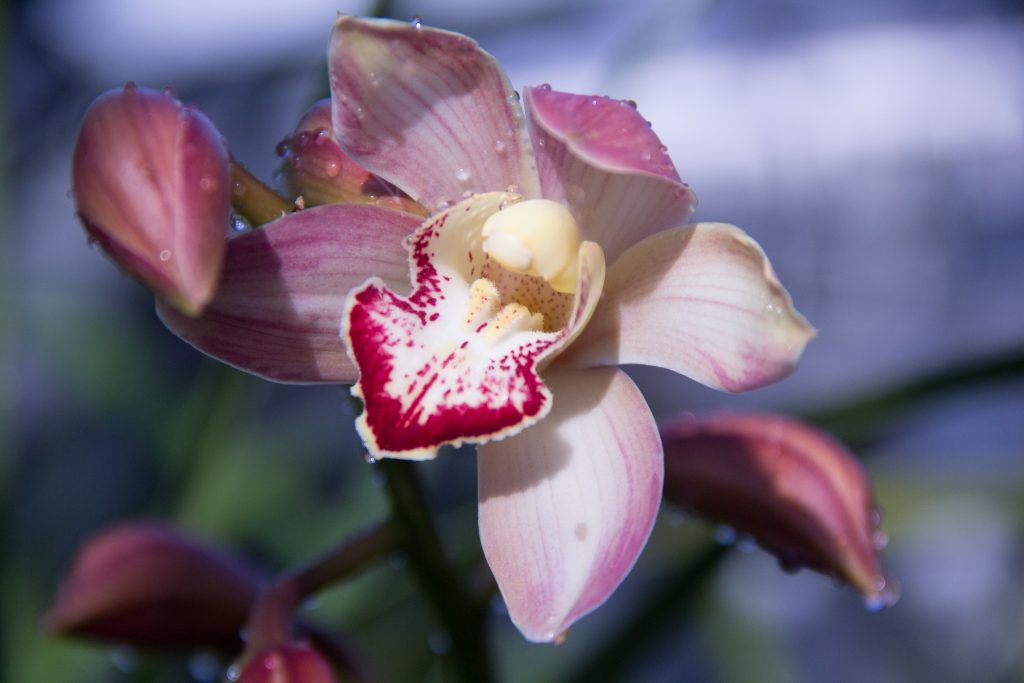 A Bastion of Life in Life Sciences: The Stony Brook Greenhouse
