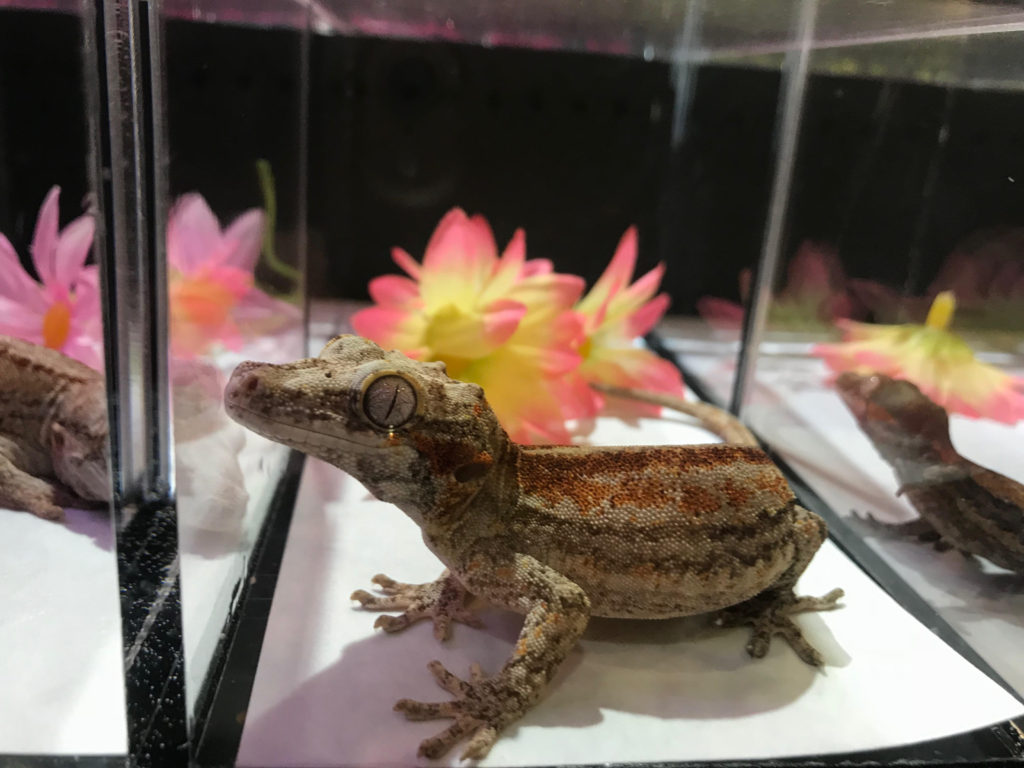 The Wonders Of New York’s Metro Reptile Expo