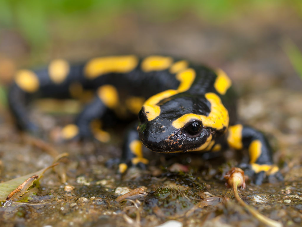 Save These Cute Little Salamanders, Man